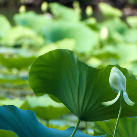 L'importance de choisir un acupuncteur qualifié à Mâcon